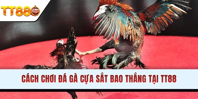 Cách chơi chọi kê cựa sắt bao thắng tại TT88