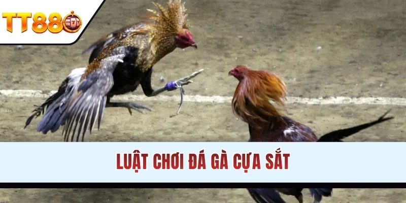 Luật chơi đá gà cựa sắt